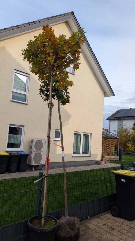 Zwei Bäume stehen in der Einfahrt, angelehnt an den Zaun.